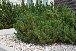 Mugo Pine (Pinus mugo) at The Mustard Seed