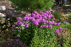 Flame Purple Garden Phlox (Phlox paniculata 'Flame Purple') at The Mustard Seed