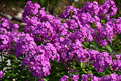 Flame Purple Garden Phlox (Phlox paniculata 'Flame Purple') at The Mustard Seed