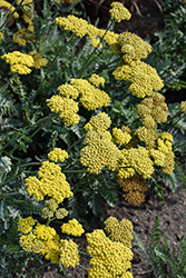 Moonshine Yarrow (Achillea 'Moonshine') at The Mustard Seed