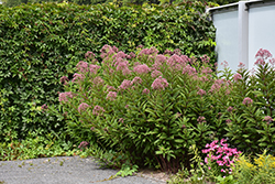 Gateway Joe Pye Weed (Eupatorium maculatum 'Gateway') at The Mustard Seed