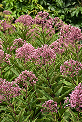 Gateway Joe Pye Weed (Eupatorium maculatum 'Gateway') at The Mustard Seed