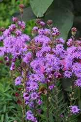 Rocky Mountain Blazing Star (Liatris ligulistylis) at The Mustard Seed