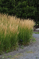 Karl Foerster Reed Grass (Calamagrostis x acutiflora 'Karl Foerster') at The Mustard Seed