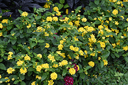 Landmark Yellow Lantana (Lantana camara 'Landmark Yellow') at The Mustard Seed