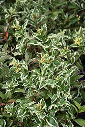 Cool Splash Bush Honeysuckle (Diervilla sessilifolia 'LPDC Podaras') at The Mustard Seed