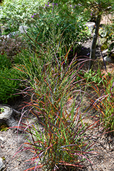 Hot Rod Switch Grass (Panicum virgatum 'Hot Rod') at The Mustard Seed