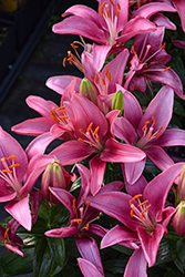 Lily Looks Tiny Pearl Lily (Lilium 'Tiny Pearl') at The Mustard Seed