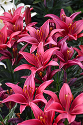 Lily Looks Tiny Ghost Lily (Lilium 'Tiny Ghost') at The Mustard Seed