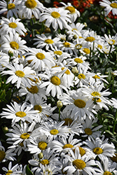 Sweet Daisy Birdy Shasta Daisy (Leucanthemum x superbum 'Birdy') at The Mustard Seed