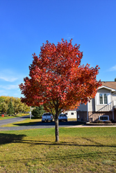 Northwood Red Maple (Acer rubrum 'Northwood') at The Mustard Seed