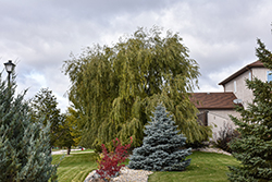 Prairie Cascade Weeping Willow (Salix 'Prairie Cascade') at The Mustard Seed